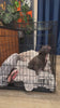 Loui the French Bulldog resting inside the FurDreams folding dog crate