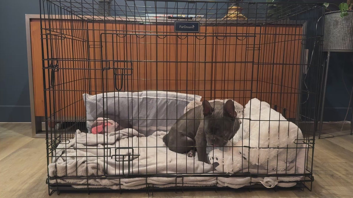 Loui the French Bulldog inside the FurDreams folding dog crate