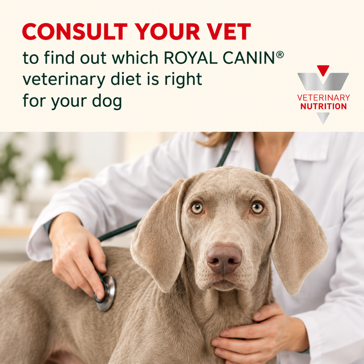 Consult your vet to find out which Royal Canin veterinary diet is right for your dog