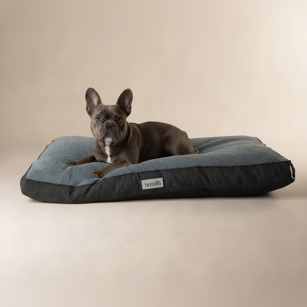 Dog lying on the Scruffs Harvard Orthopaedic Memory Foam Mattress