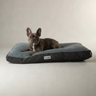 Dog lying on the Scruffs Harvard Orthopaedic Memory Foam Mattress