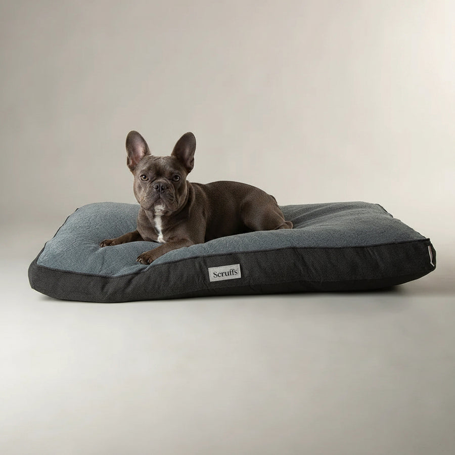 Dog lying on the Scruffs Harvard Orthopaedic Memory Foam Mattress