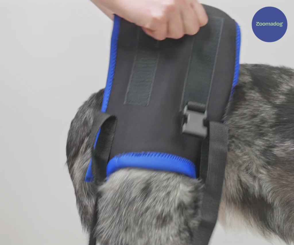 Walkabout Rear Lift harness supporting a dog during assisted walking