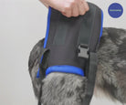 Walkabout Rear Lift harness supporting a dog during assisted walking