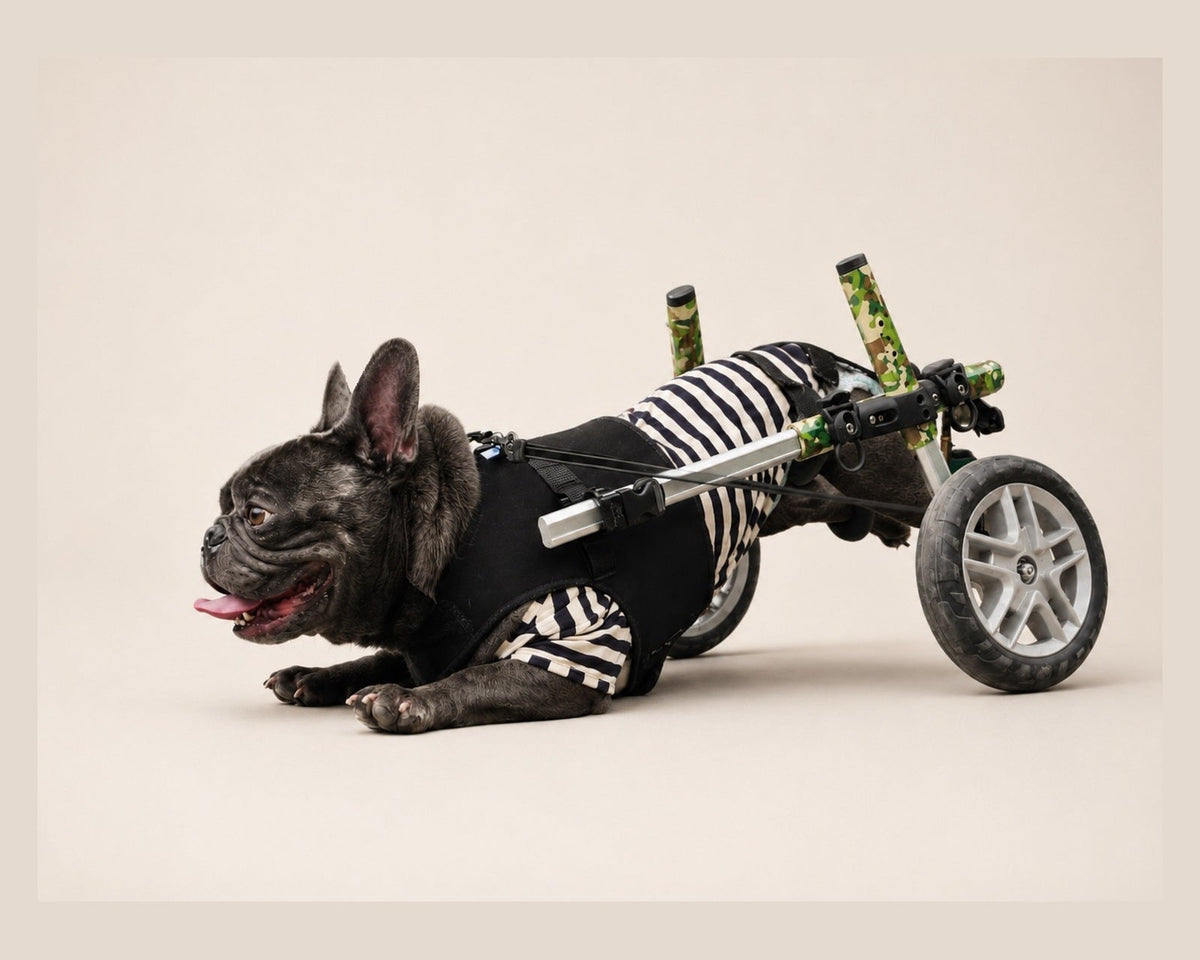 Loui the French Bulldog using a Walkin’ Wheels rear wheelchair for hind-leg mobility support