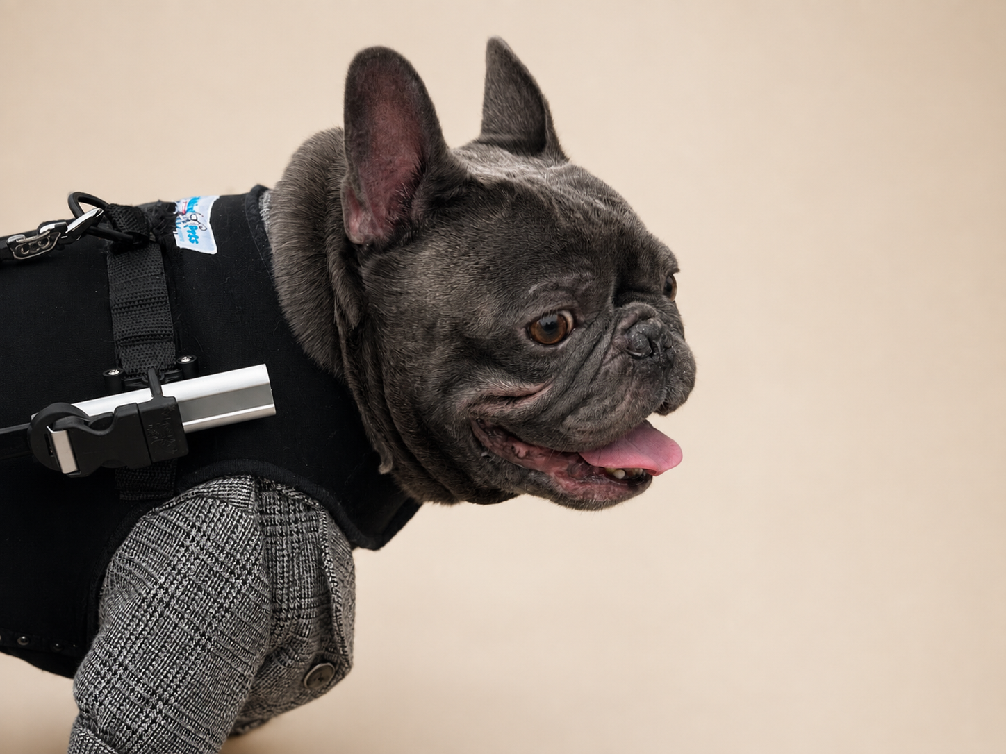 Walkin’ Wheels Small Front Vest shown with a small dog wheelchair setup