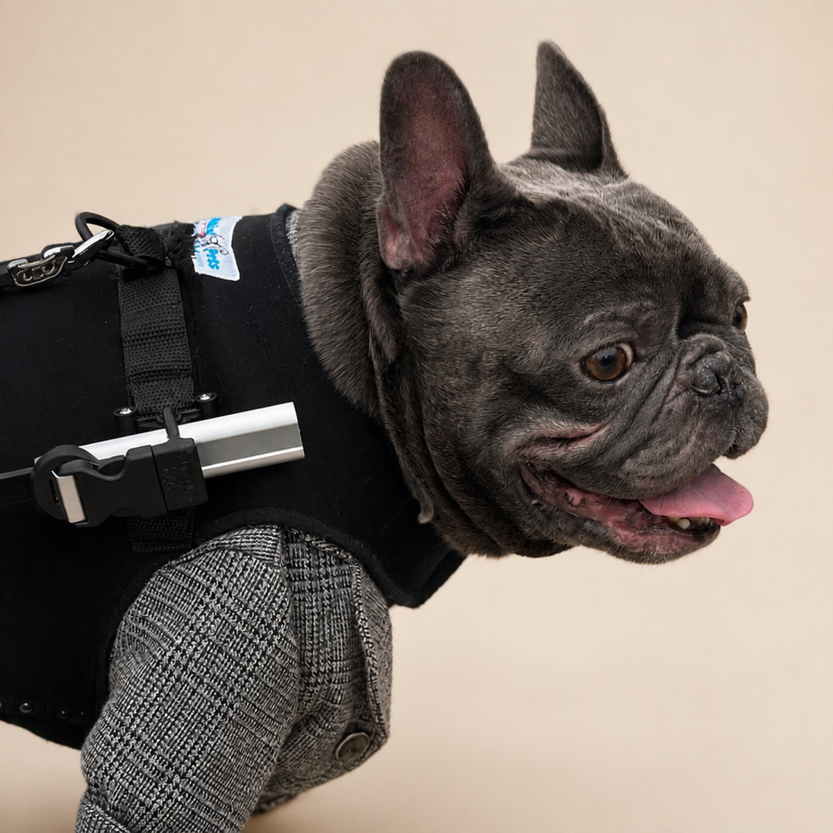 Walkin’ Wheels Small Front Vest shown with a small dog wheelchair setup