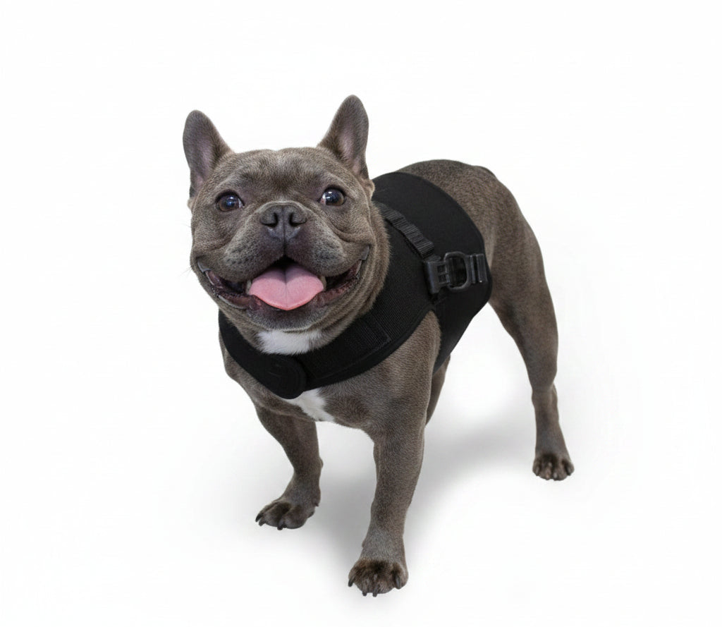 Walkin’ Wheels Small Front Vest for broad-chested dogs using the Small rear wheelchair