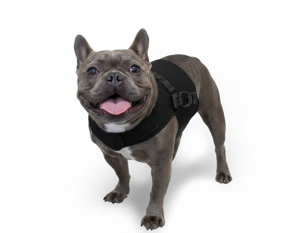 Walkin’ Wheels Small Front Vest for broad-chested dogs using the Small rear wheelchair
