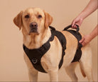 ZOOMA full-body lifting harness being adjusted on a dog