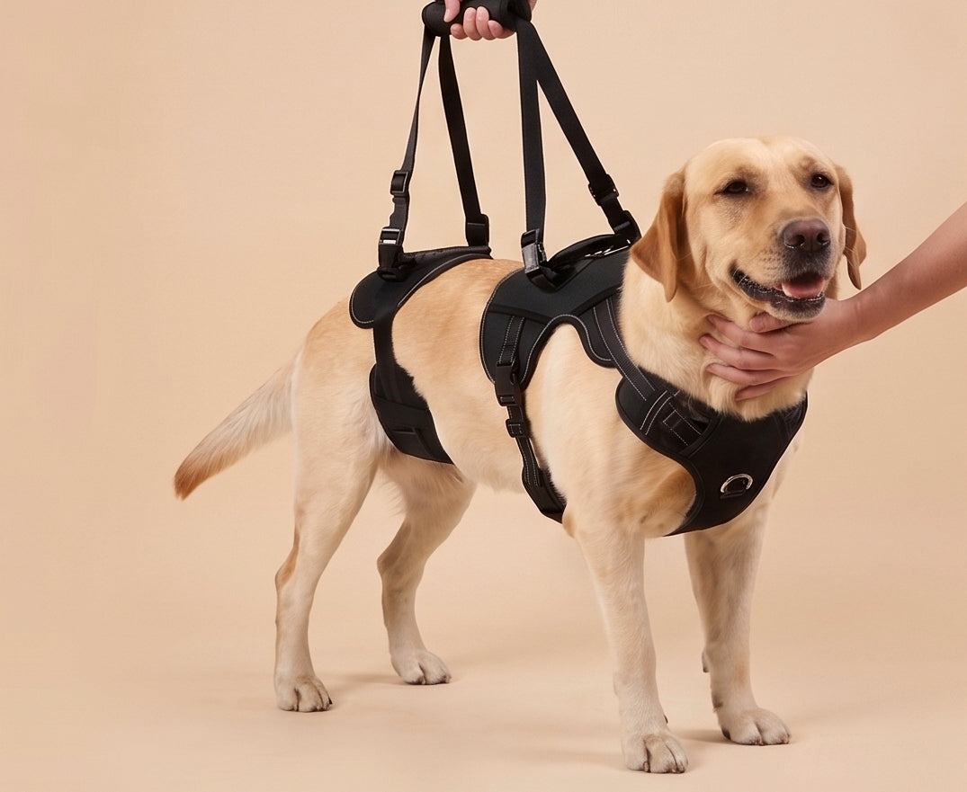 ZOOMA full-body lifting dog harness supporting a dog during assisted mobility