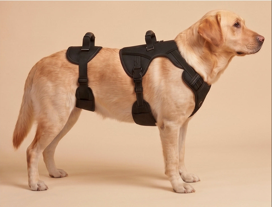 Dog wearing the ZOOMA full-body lifting harness, side view