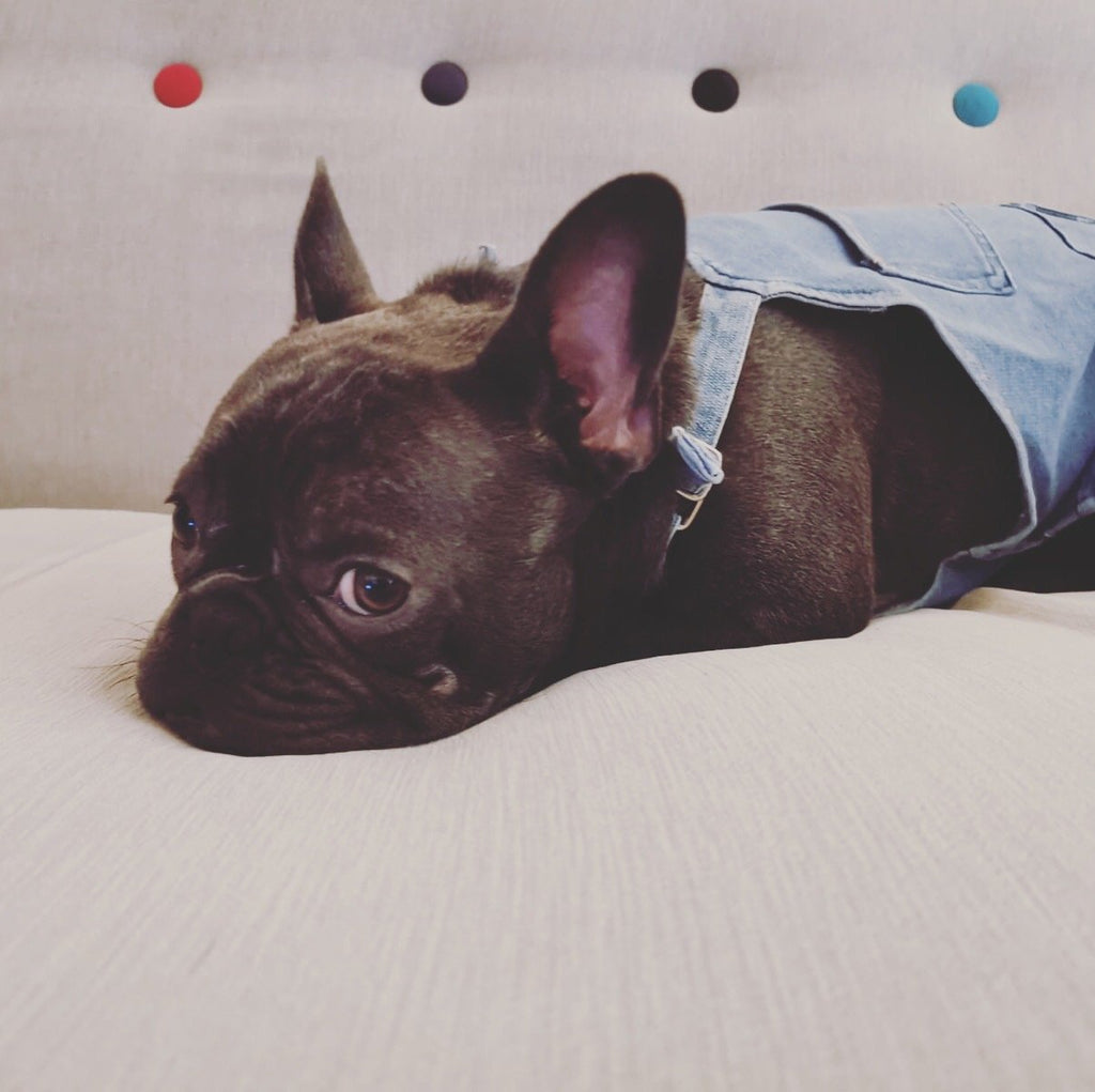 French bulldog denim pants - Frenchi dog model relaxing on sofa