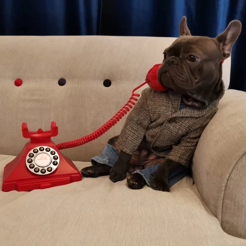 French bulldog pants - Frenchi dog model posing wearing jacket and speaking on the phone