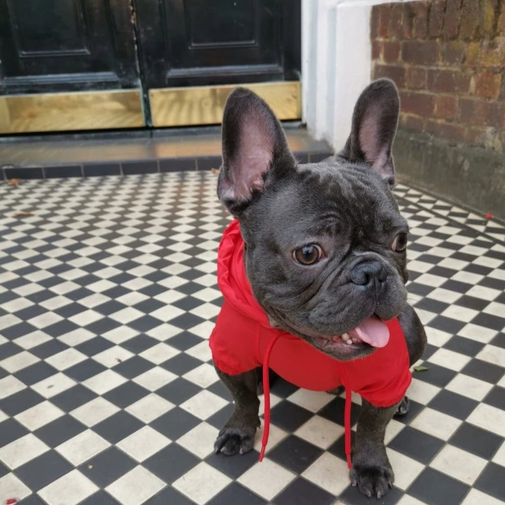 French bulldog Raincoat Red Colour - front view v2