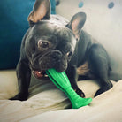 Dog teeth cleaning stick, Loui the dog in background