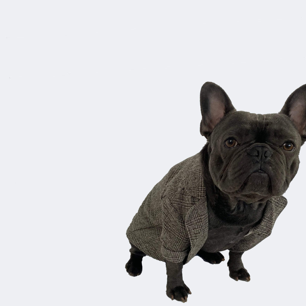 French bulldog formal jacket, wedding french bulldog jacket