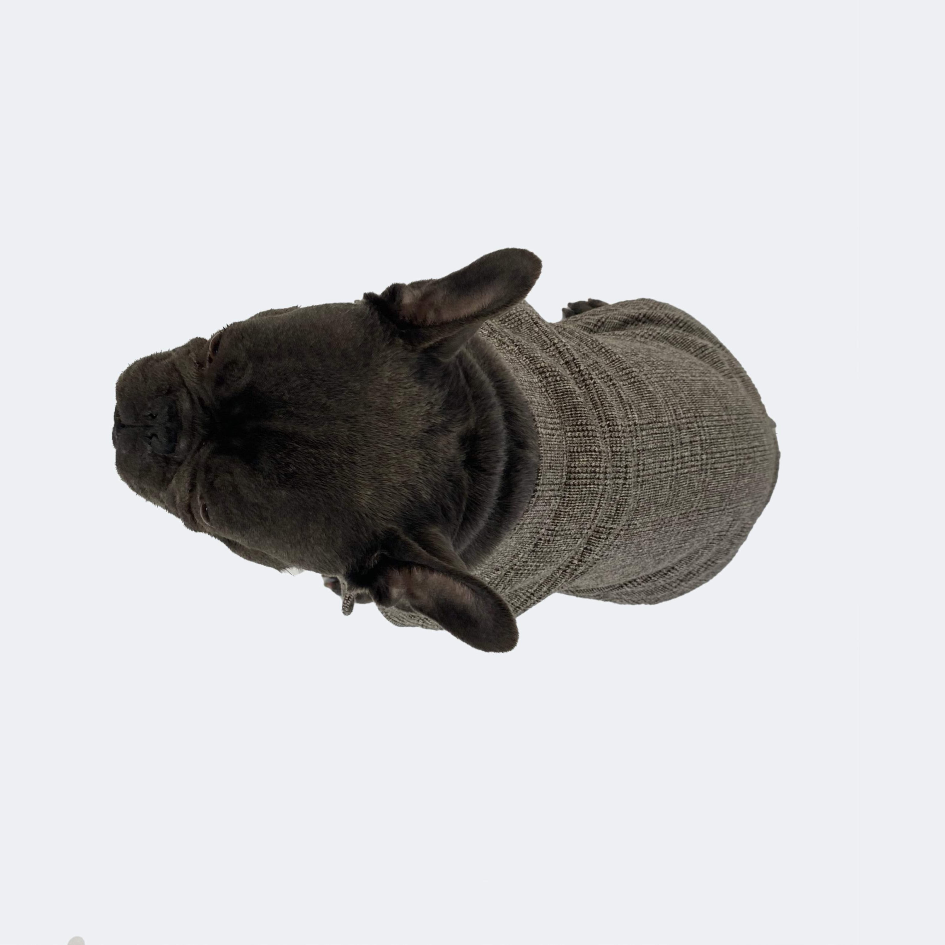 French bulldog formal jacket, wedding french bulldog jacket