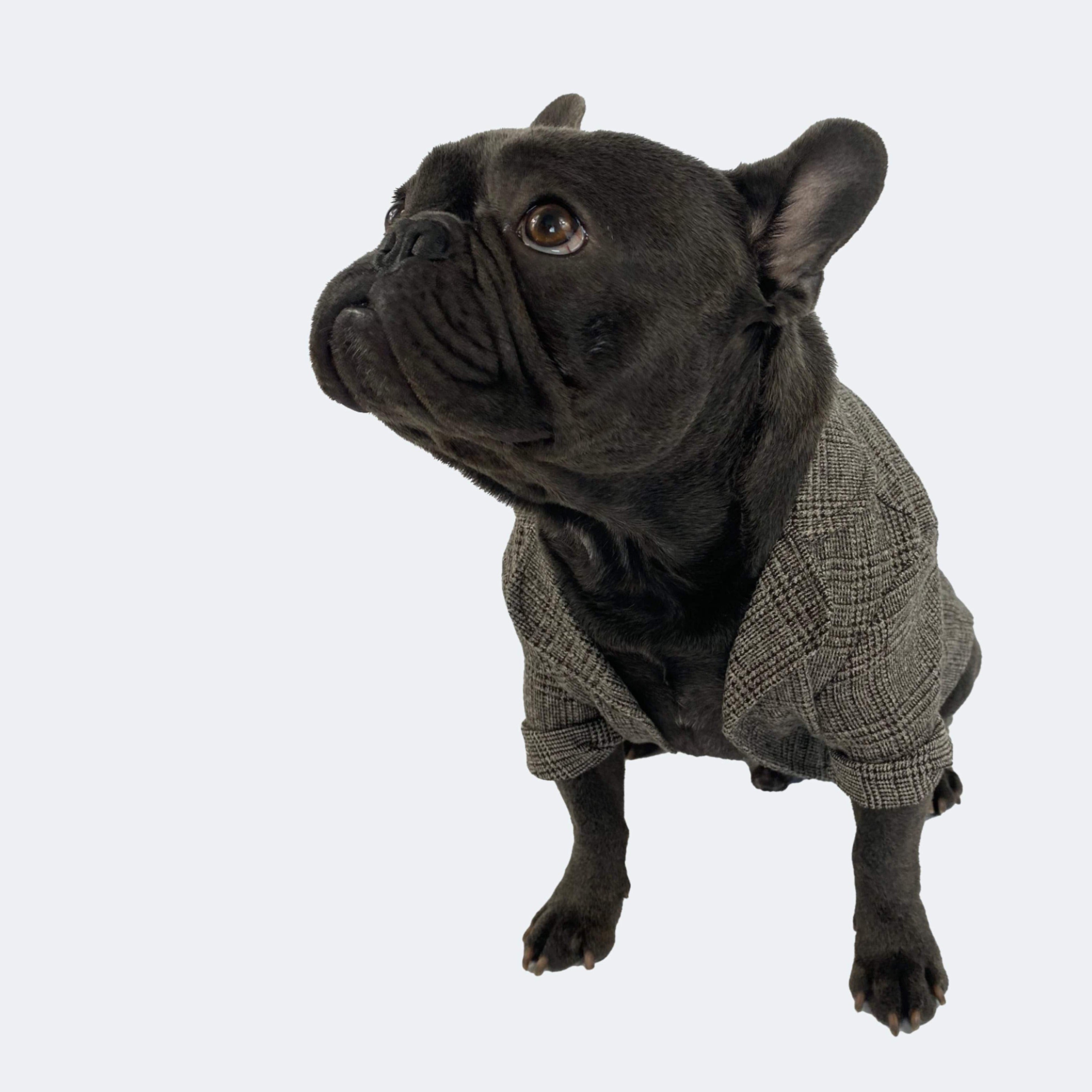 French bulldog formal jacket, wedding french bulldog jacket