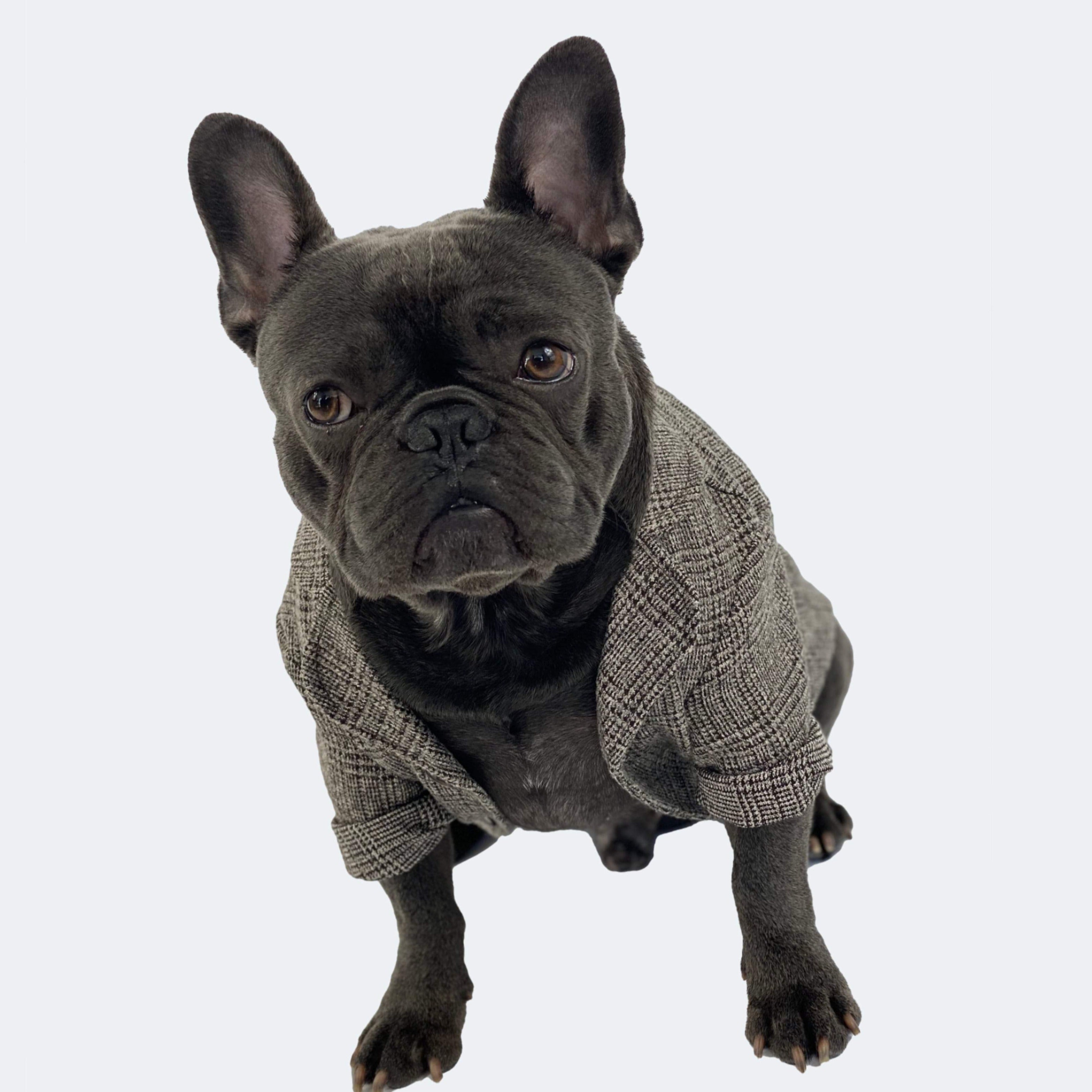 French bulldog formal jacket, wedding french bulldog jacket