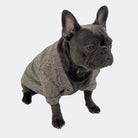 French bulldog formal jacket, wedding french bulldog jacket