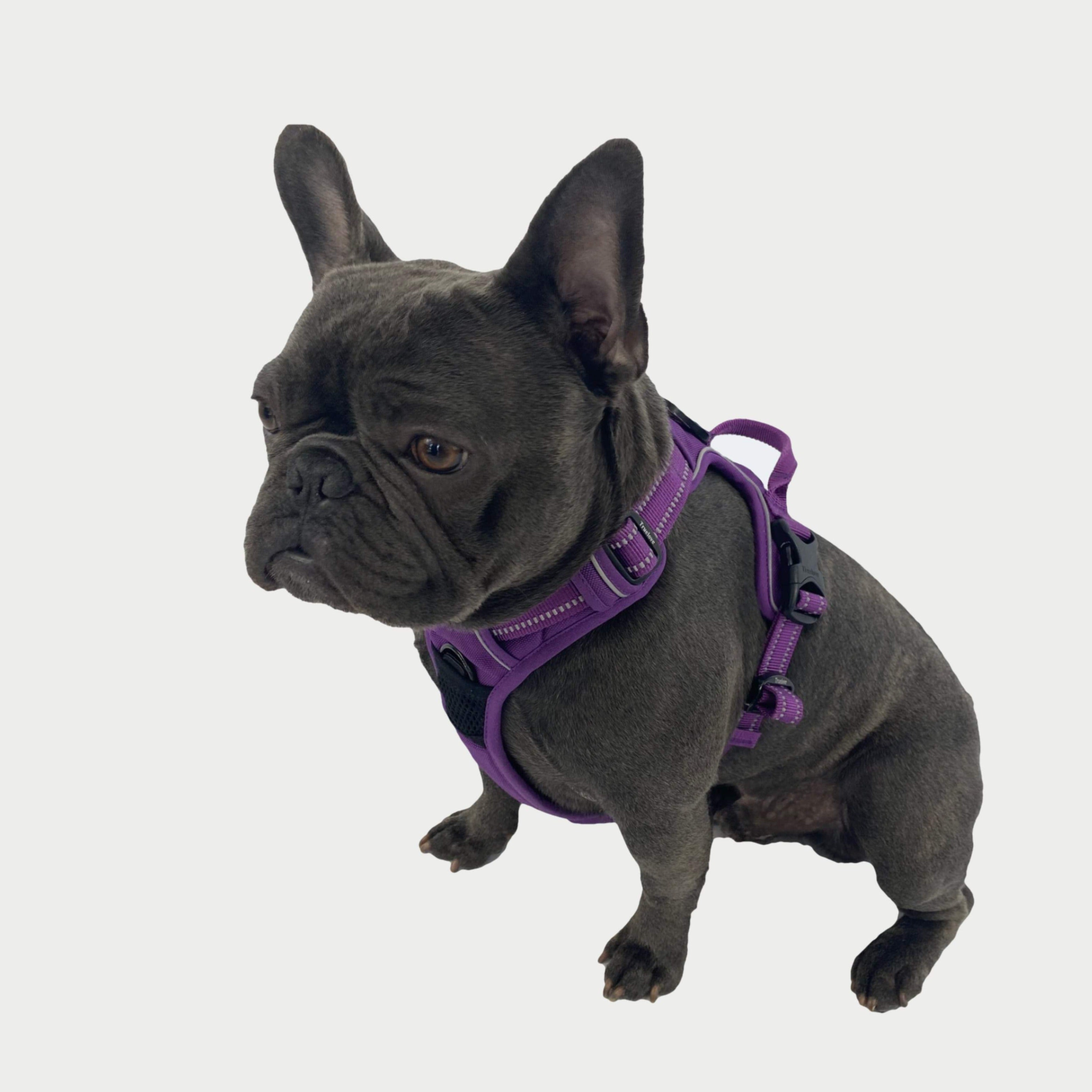 All Weather Reflective Nylon French Bulldog Harness - Model wearing Purple