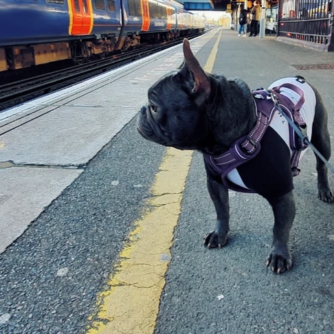 All Weather Reflective Nylon French Bulldog Harness - Model wearing Purple