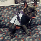 All Weather Reflective Nylon French Bulldog Harness - Model wearing Purple