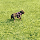 All Weather Reflective Nylon French Bulldog Harness - Model wearing Purple