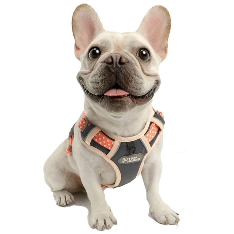French Bulldog Nylon Harness - Model wearing Pink Colour 