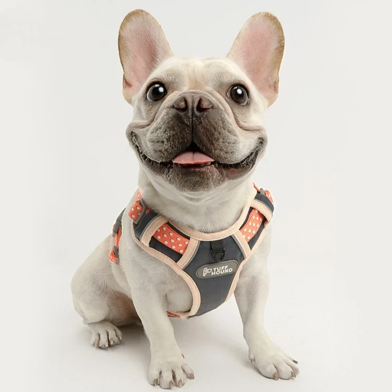 French Bulldog Nylon Harness - Model wearing Pink Colour 