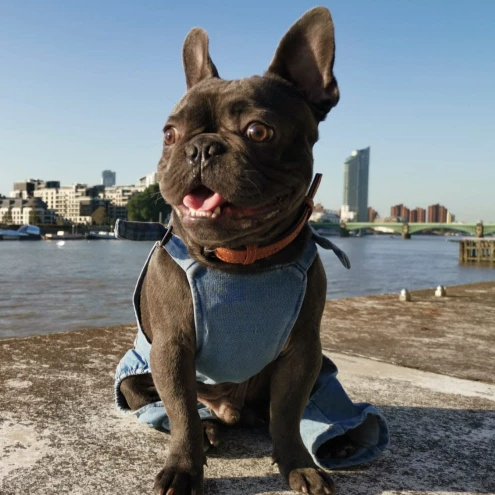 French bulldog denim pants