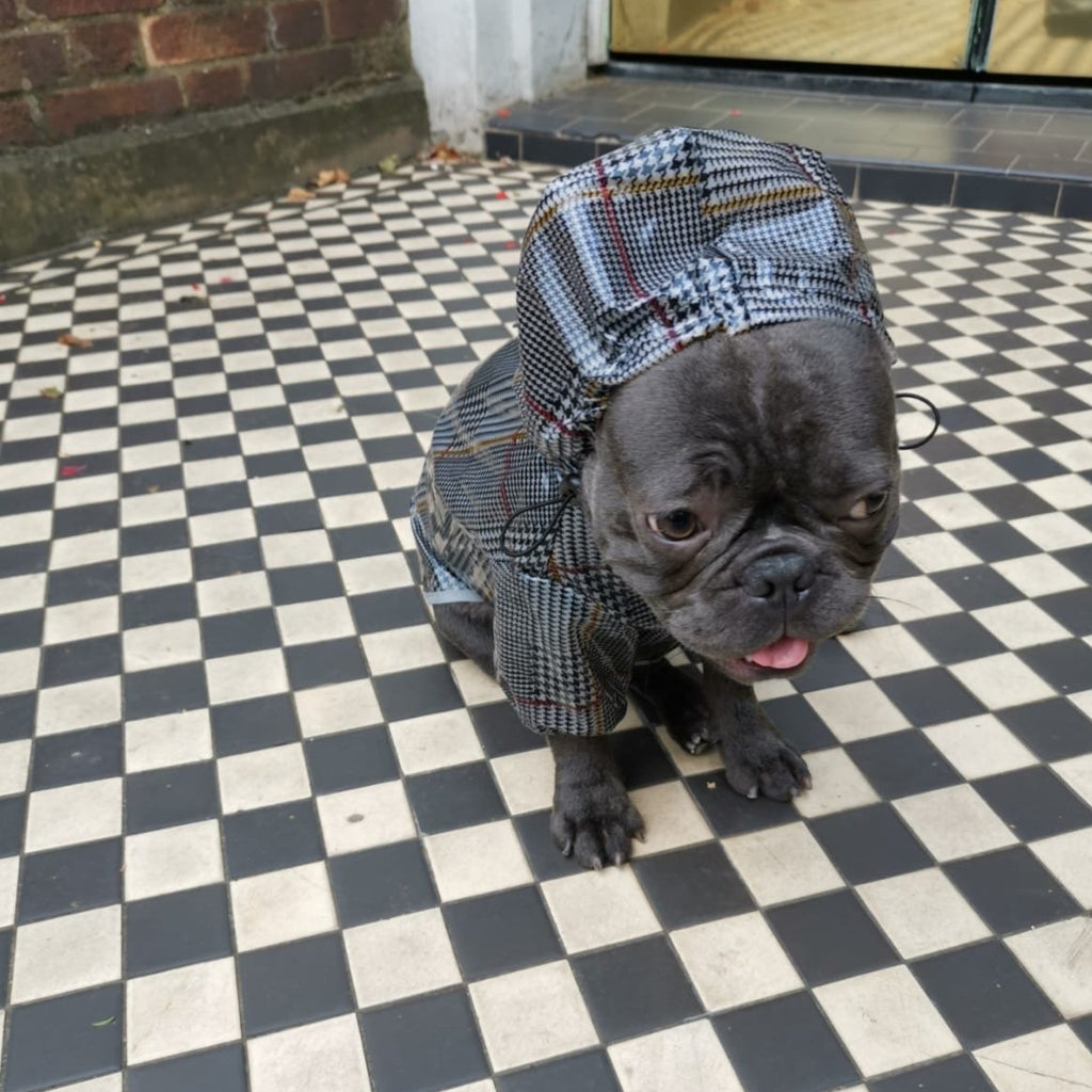 Dog Raincoat for French Bulldogs and Pugs - front view 4