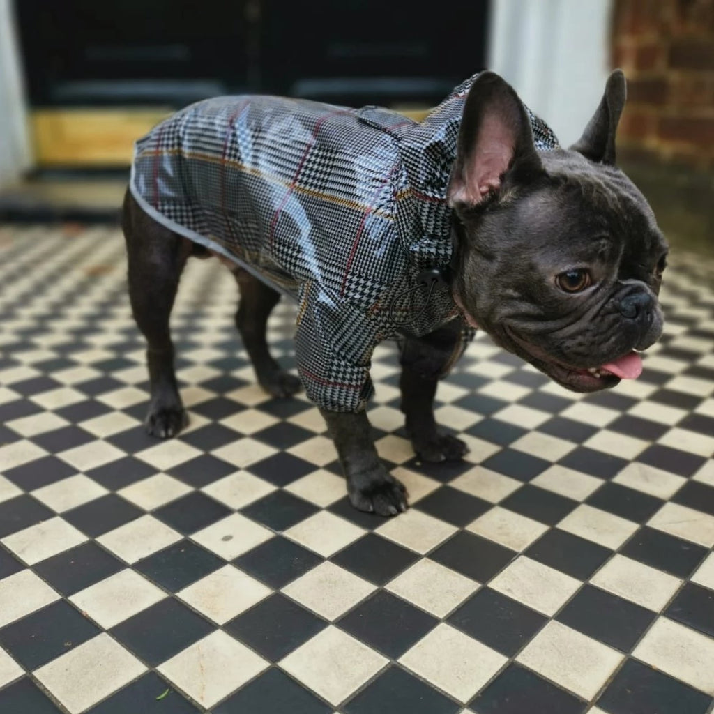 Dog Raincoat for French Bulldogs and Pugs - side view