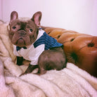 French Bulldog Wedding Clothing, French Bulldog Tuxedo