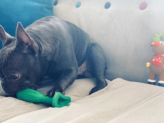 Dog teeth cleaning stick, Loui the dog in background