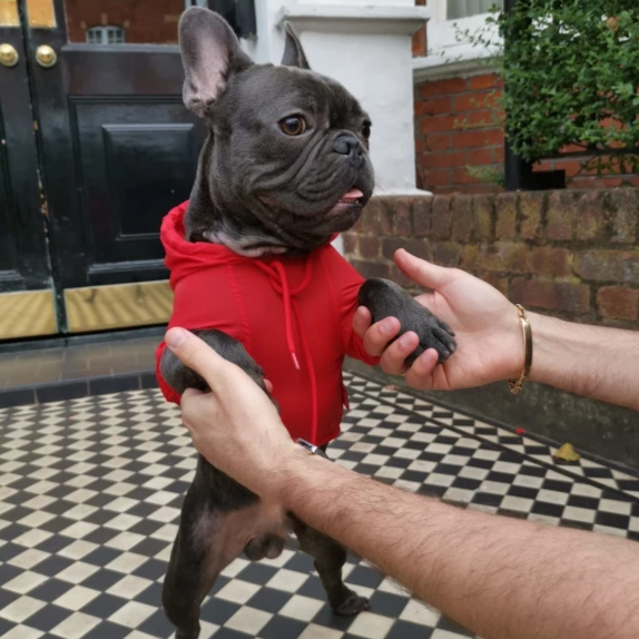 French bulldog Raincoat Red Colour - Standing picture