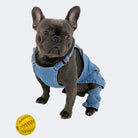 Dapper French bulldog Jeans, French Bulldog Denim Pants
