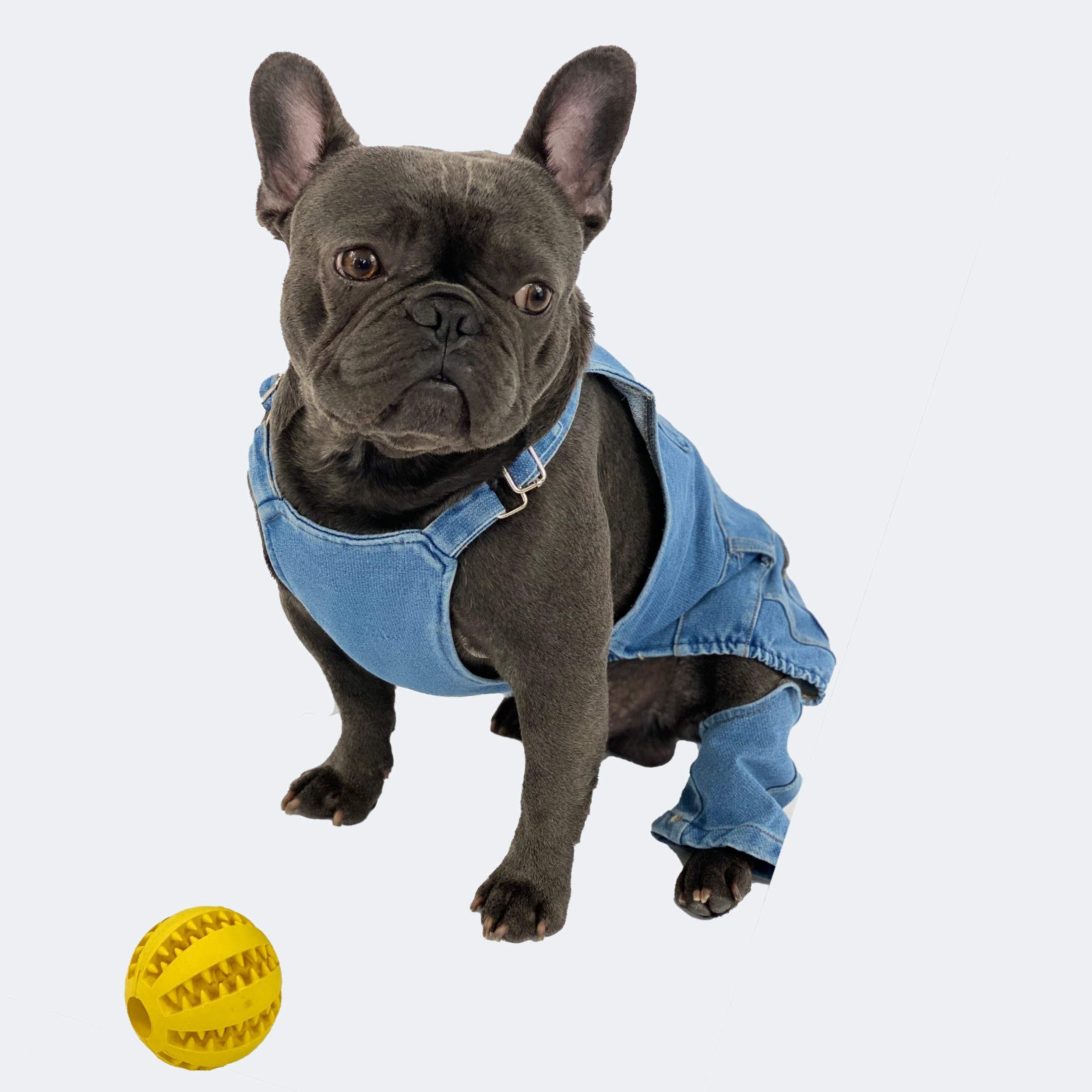Dapper French bulldog Jeans, French Bulldog Denim Pants