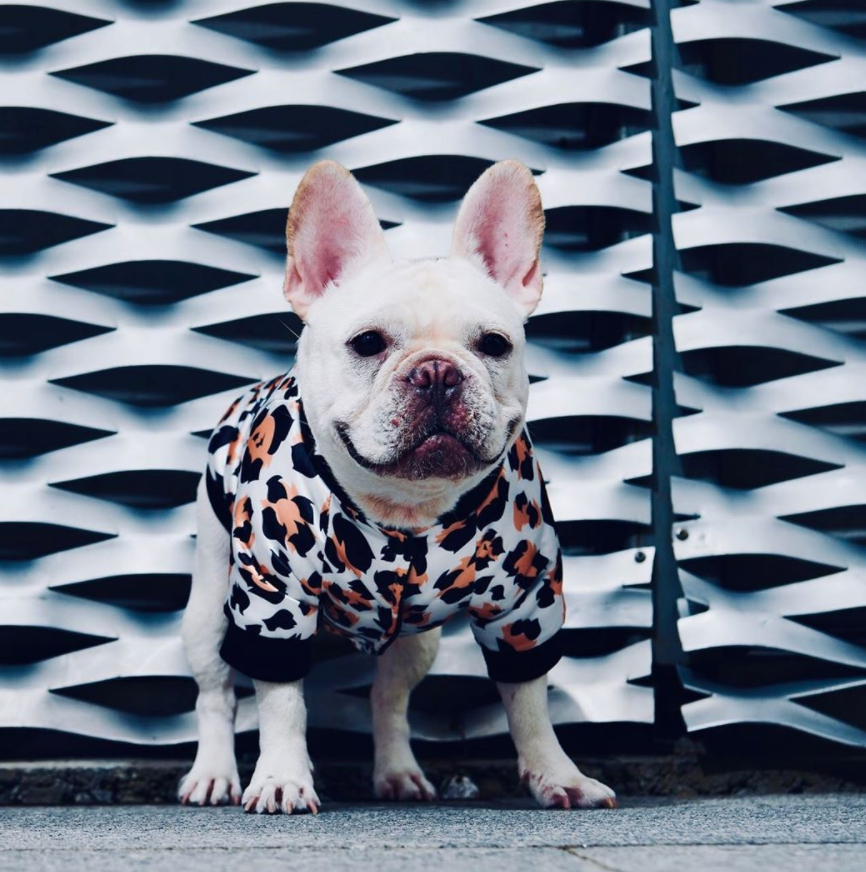 Zebra best sale striped frenchie