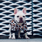 White Leopard Print French Bulldog Jacket, White Leopard Print French Bulldog Cardigan
