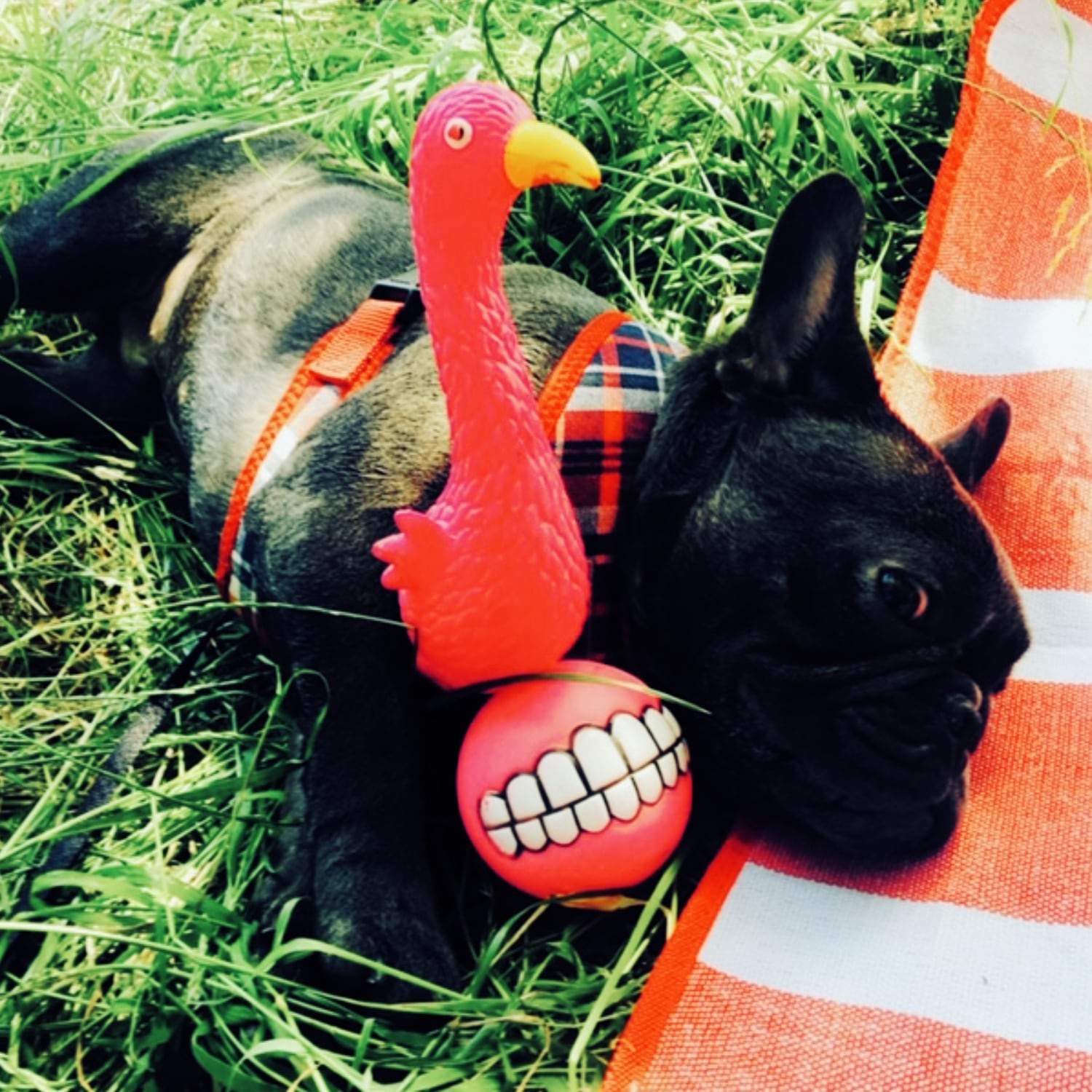 Squeaky ball for dogs, French bulldog toys 2