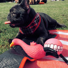 Squeaky ball for dogs, French bulldog toys