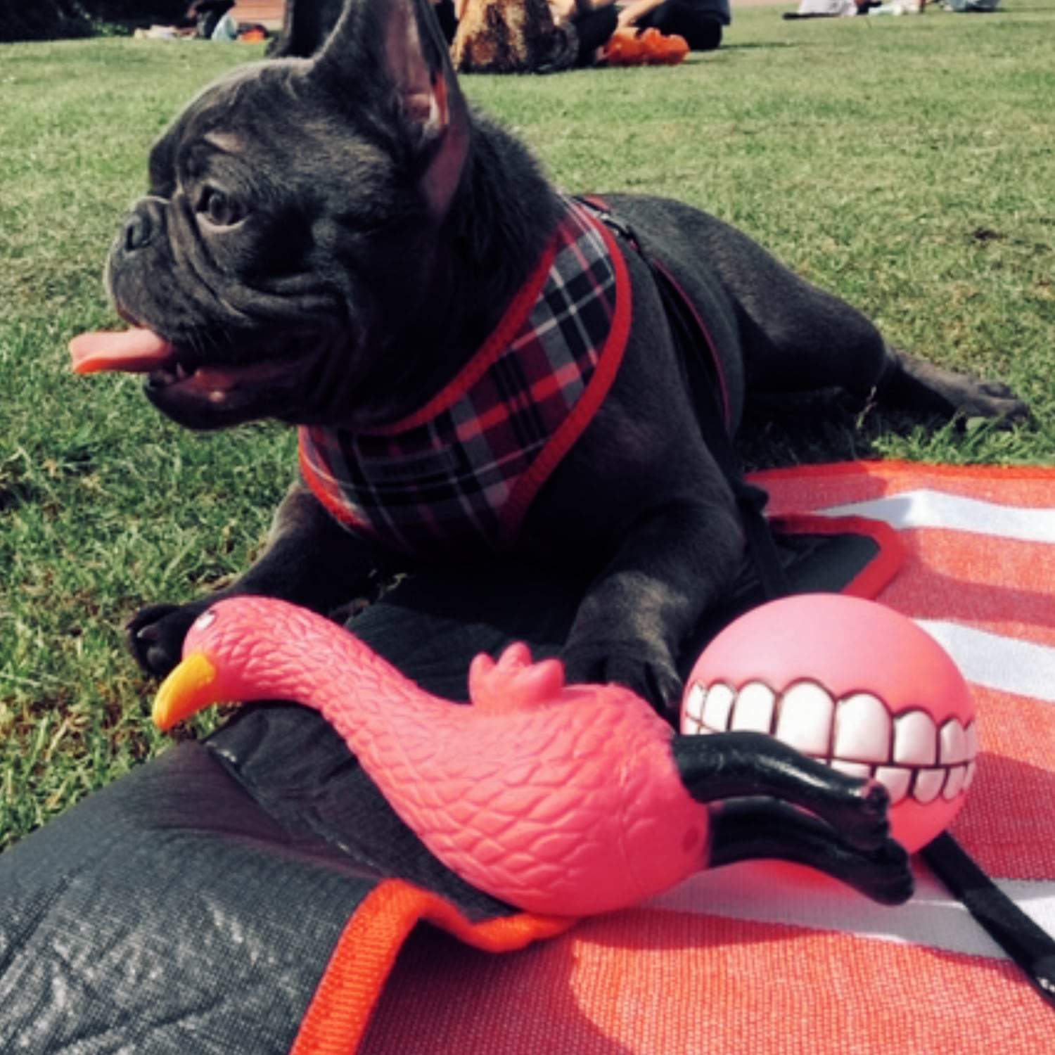 Squeaky ball for dogs, French bulldog toys