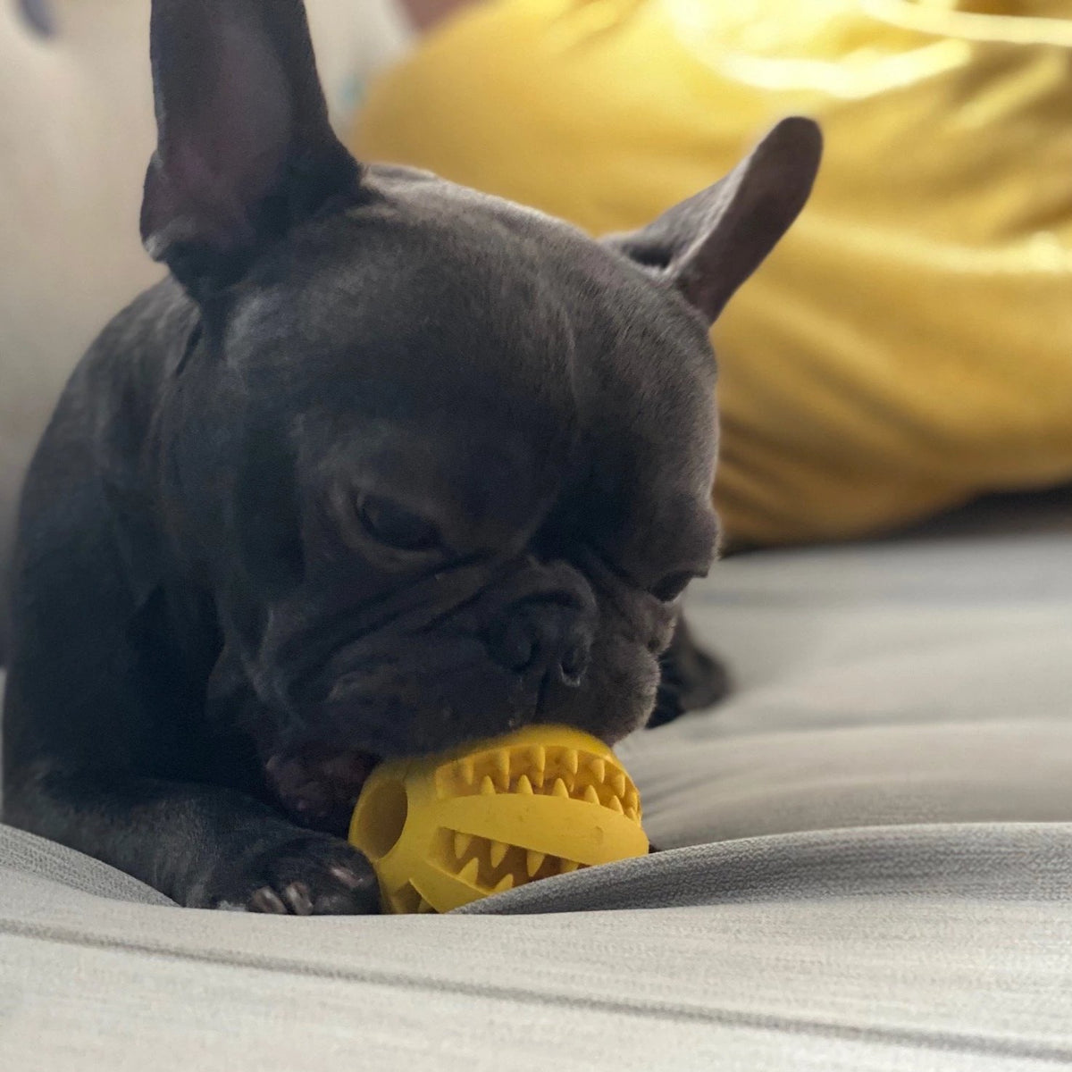 Textured dog chew and treat ball for supervised enrichment