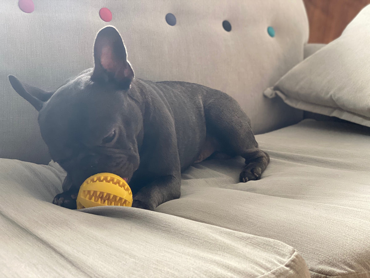 Textured dog chew and treat ball product view