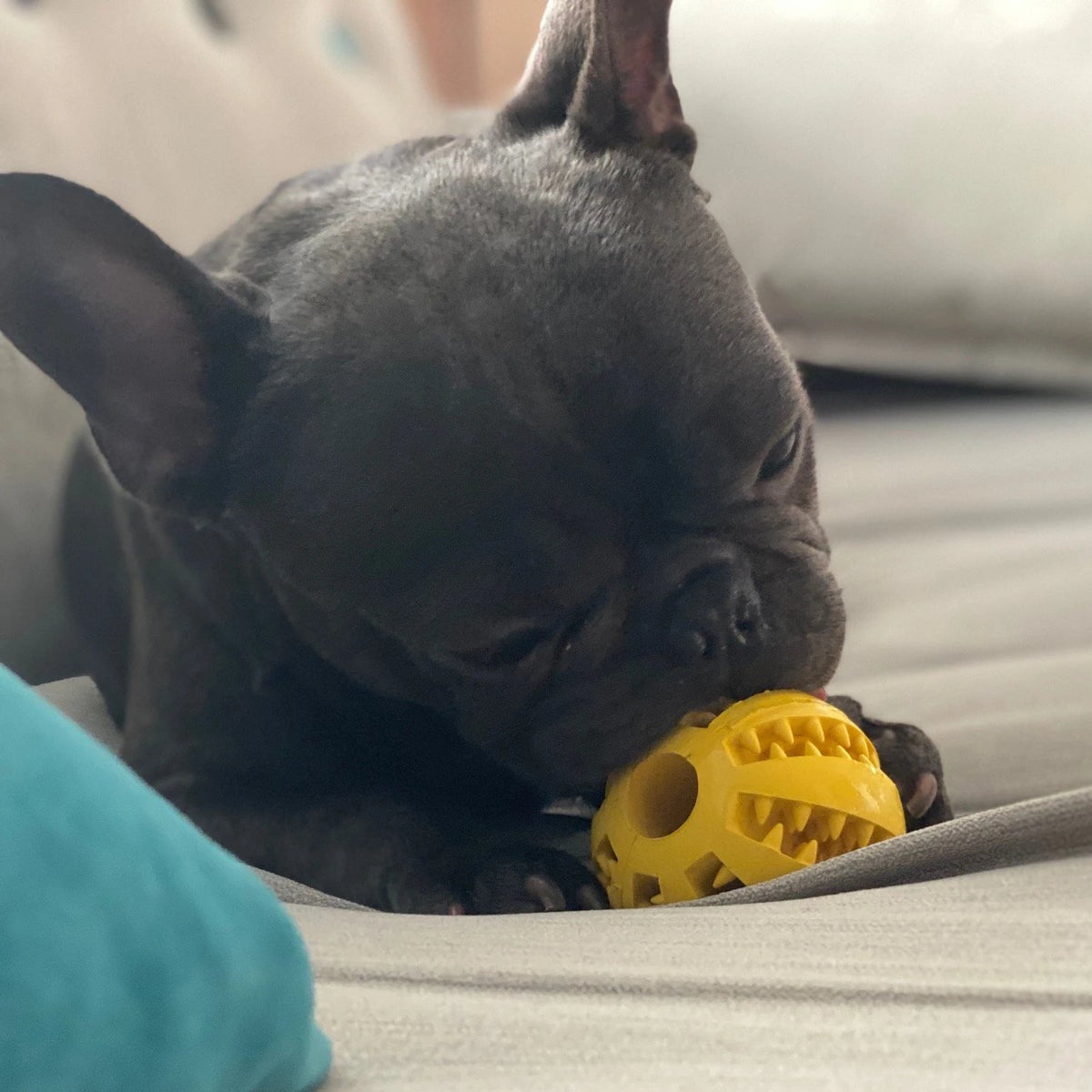 Textured dog chew and treat ball for supervised play