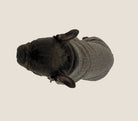 French Bulldog formal occasion jacket, alternate view