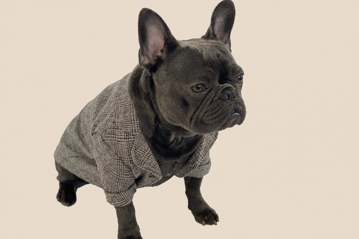 Aubenord Heritage French Bulldog formal jacket detail