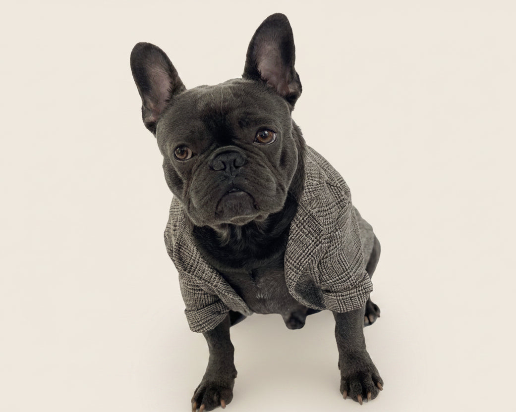 French Bulldog wearing the Aubenord Heritage formal jacket